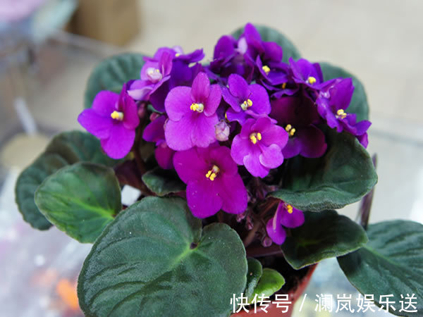 非洲|非洲堇养不好老农有“不死秘诀”,10天就爆盆,年年花开四季