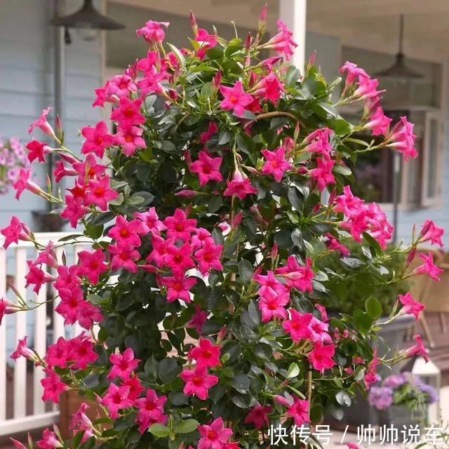 飘香藤|最爱晒太阳的8种花,越晒开花越多,阳台养几盆,开花成海
