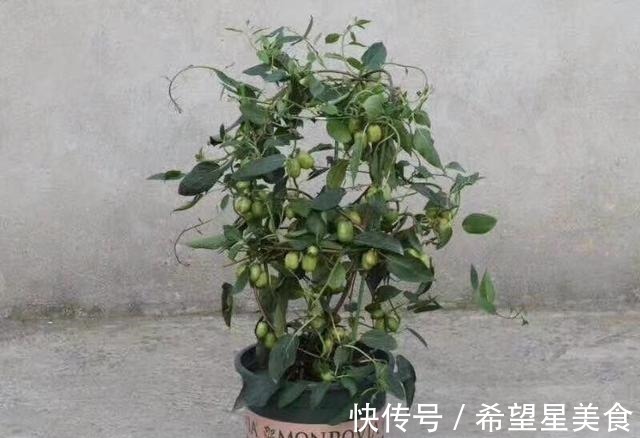 好吃|软枣果树种上两棵,好养易活,比普通水果好吃,营养多,市场好!