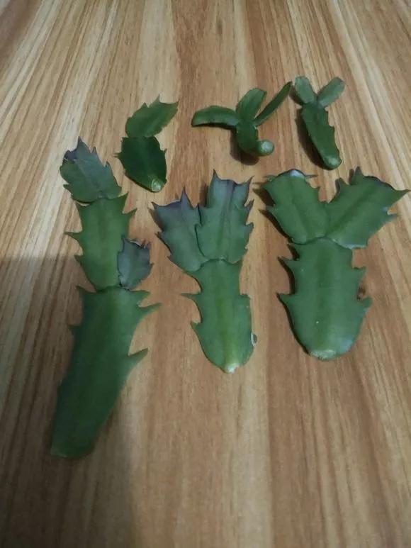 太阳花|5种花快扦插,生根超快,1周长出大白根,新手也能插得活