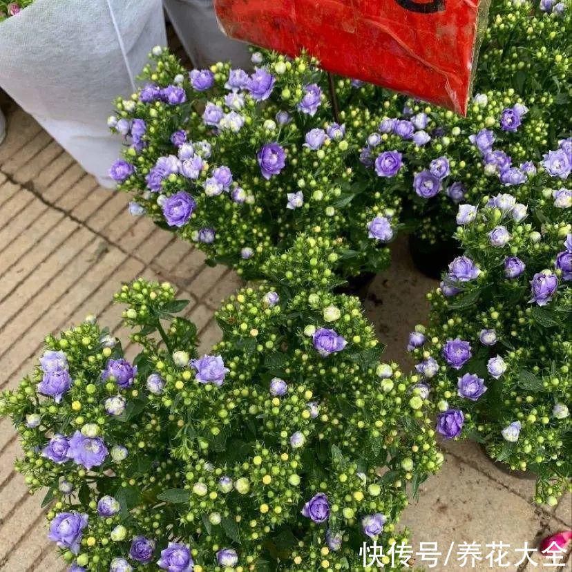 今冬最火网红花,密密麻麻“风铃”花苞,气质十足有格调