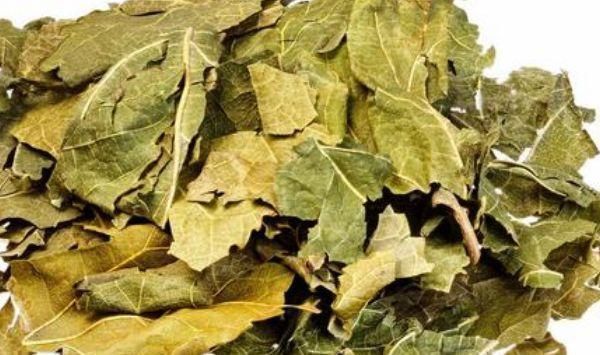 糖尿病患者|桑叶全身是宝,只有从农村出来的才知道,原来它还有这么多功效