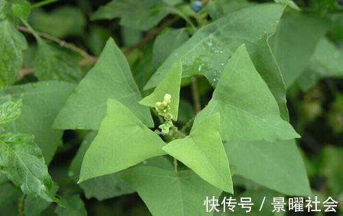 农村|蛇见了都会绕着走的野草，农村孩子却当零食，你吃过吗