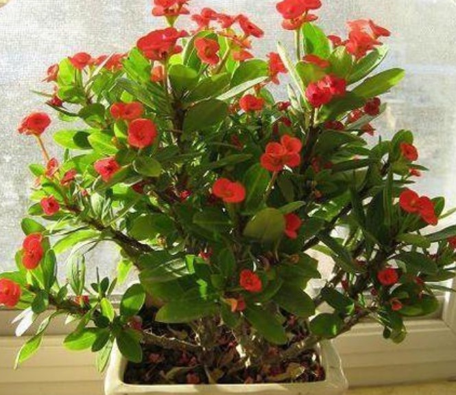 3种花是开花小能手，一开就是300多天，四季繁花似锦，美
