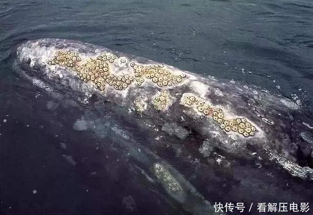 螃蟹背上的藤壶要弄掉吗