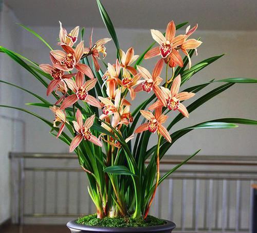 四季花开不断的兰花,花色柔美,香味不输名牌香水,比野草还好养