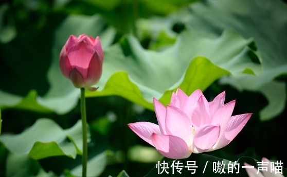 金生水|11月上旬，喜事临门，4属相桃花朵朵，事业进步，生活蒸蒸日上