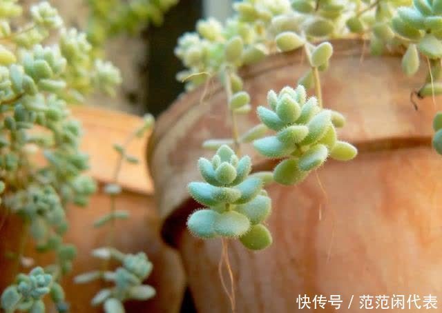 红稚莲|喜欢养多肉?推荐20种适合夏季入手的多肉植物