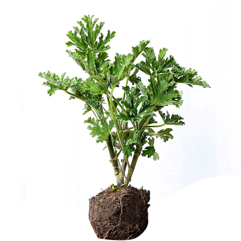 珍珠吊兰|提醒大家回老家瞅见这植物,必定多挖几株,养在卧室,健康无忧