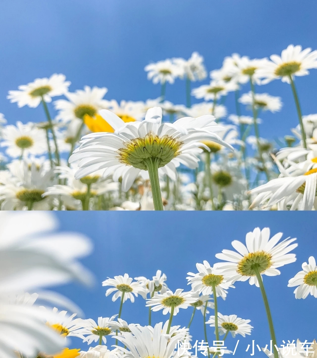 雛菊 花開成海 這份初夏的小美好請收下 中國熱點