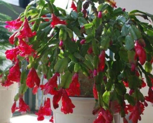 冬季三角梅、蟹爪兰这么养,只要做好几点,叶绿花艳年年爆盆!