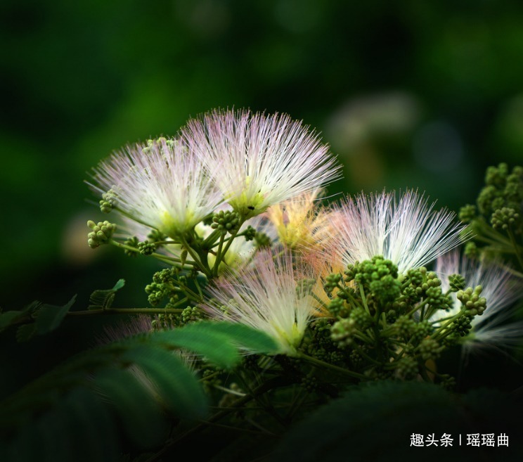 夫妻|此花昼开夜合极为奇特，两两相对抱在一起，象征着夫妻百年好合