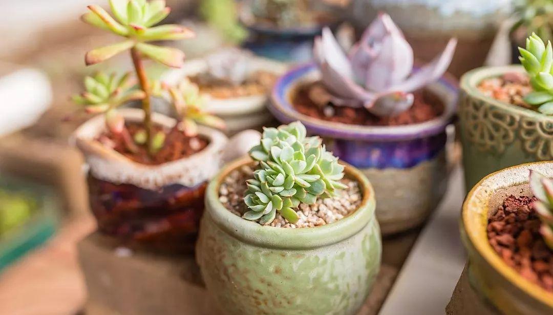 猎户座|多肉修剪技巧,剪1根长1盆,再也不用在外面买了,划算