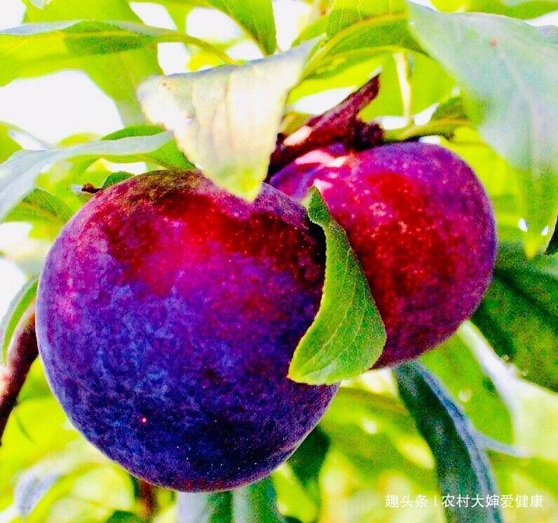 暖宫果|女性宫寒,易得妇科病!多食此“暖宫果”,宫寒没了,防妇科炎症