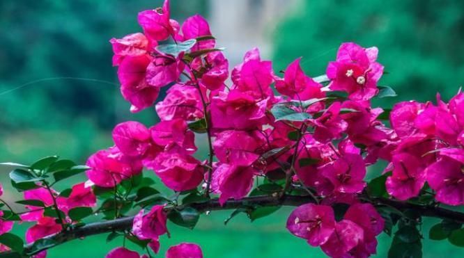 扦插|三角梅扦插总不活?吹口仙气,成活率翻倍,20天冒新芽