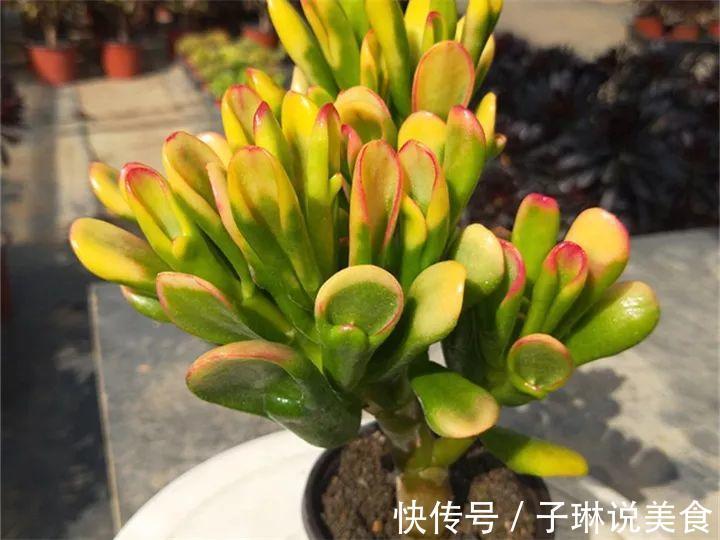 今年最火的奇葩多肉,价格这么贵,还有人抢着买!