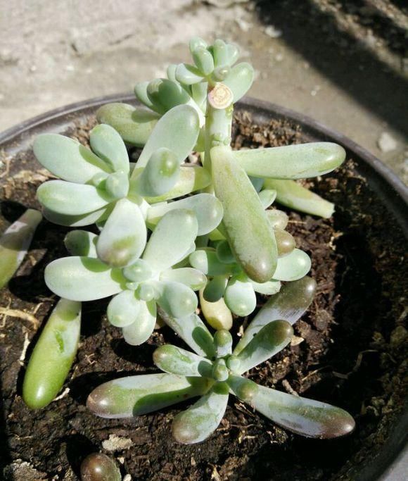 多肉八千代，“掉叶”，“干瘪”，教你“3招”，长成“小椰树”