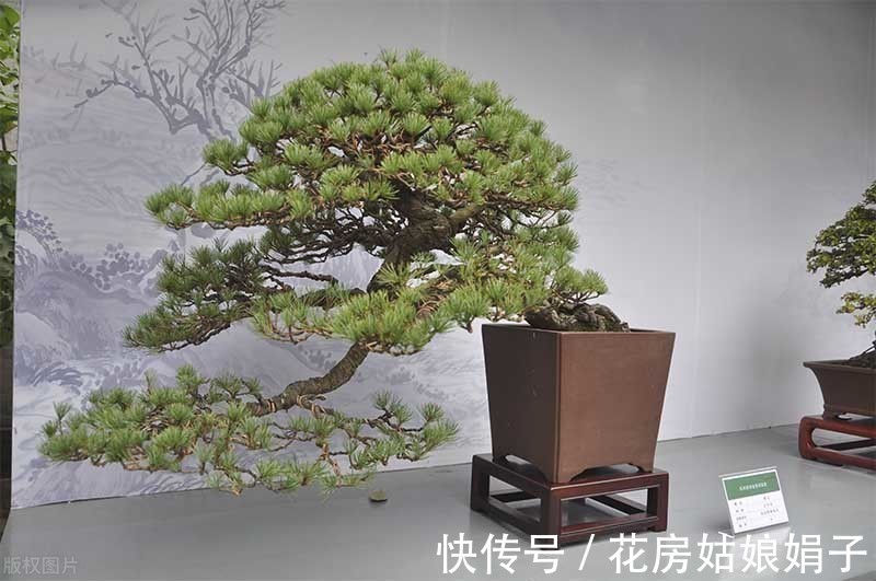 失误|养殖盆景花卉注意6点，简单的1点失误，就是你养不好它的原因