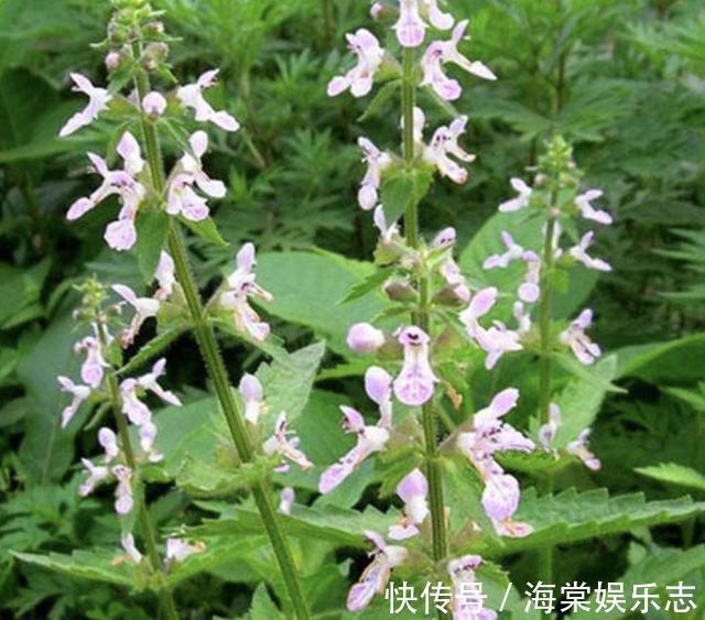 农田里,生长着1种“杂草”,人称“地环”,1公斤“70元”,珍贵