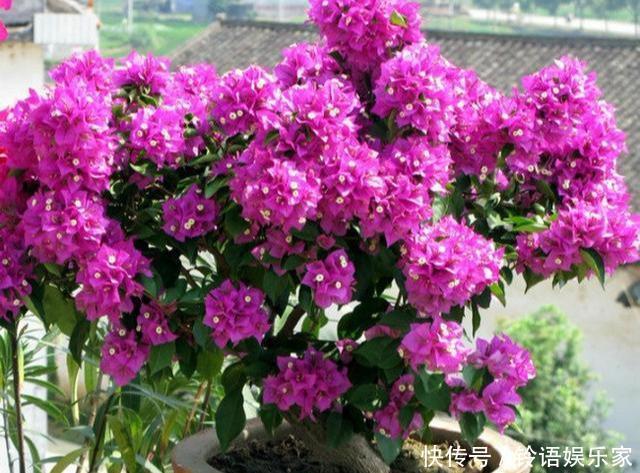 三角梅|秋季三角梅不开花太不正常！3个“逆袭”技巧，30天开花一大片