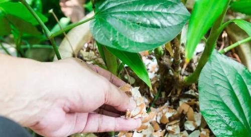 植物|用鸡蛋壳养花,少了这2步就得招虫子,养啥啥不行