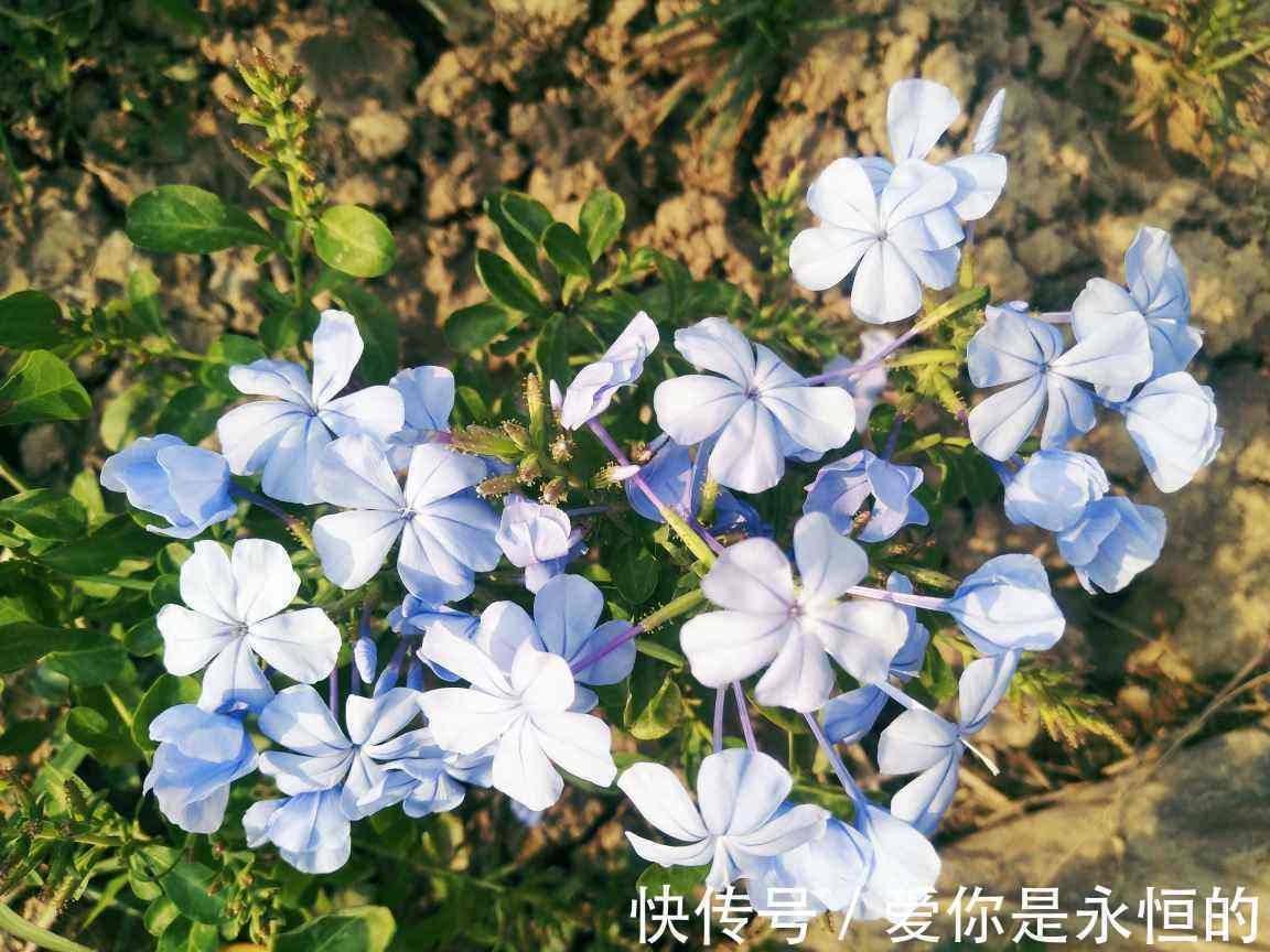 修剪|这花长得巴掌大,越晒花越多,一不小心就开成瀑布!