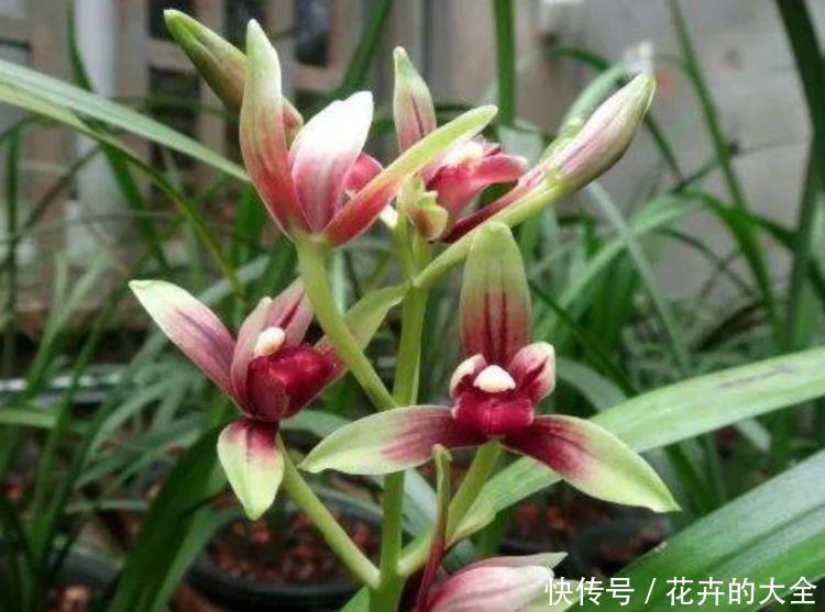 4种花超漂亮的,沾土就活,开花又大又艳,适合新手入手