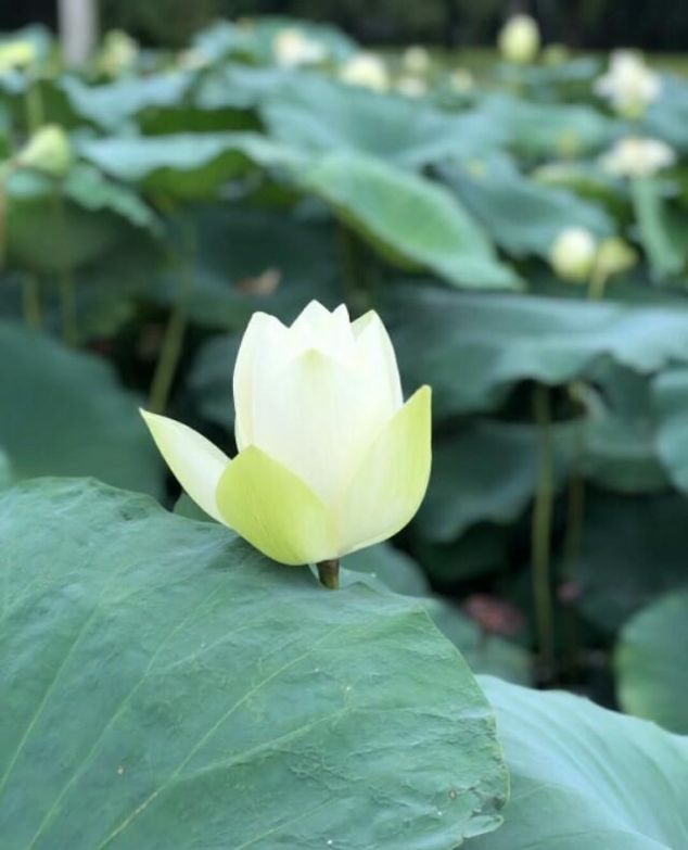 汉惠帝刘盈为什么给刘如意谥号赵隐王一一刘如意没死证据之一 快资讯 汉惠帝刘盈为什么给刘如意谥号赵隐王一一刘如意没死证据之一 快资讯