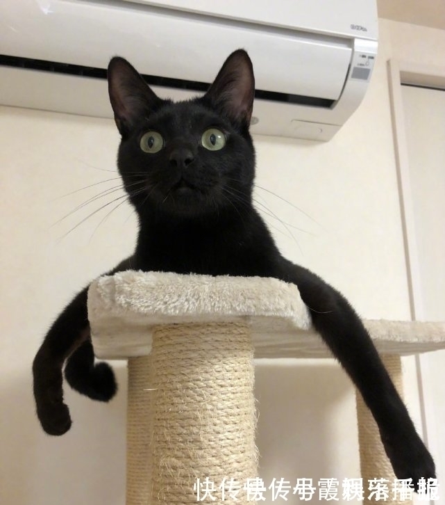 黑猫章鱼|黑猫手办好似八爪鱼,网友建议将图5进一步手办化