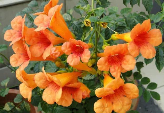 熟悉而陌生的“凌霄花”,掐个枝埋花盆,几年吃掉你的房,太猖狂