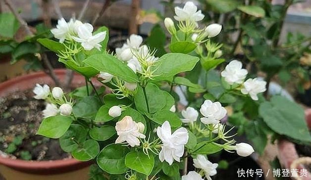茉莉花僵苗怎么办?2个“动作”改过来,新芽又窜满,开花开不停