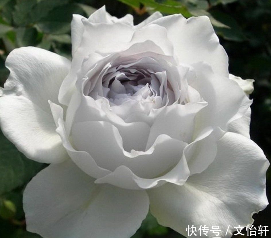 品种|100个月季品种,千姿百态,每个都很漂亮,图名并茂,值得收藏