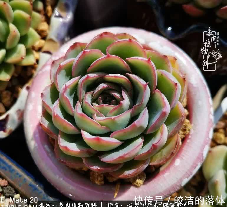 肉肉|与多肉的相遇,就是一场治愈之旅