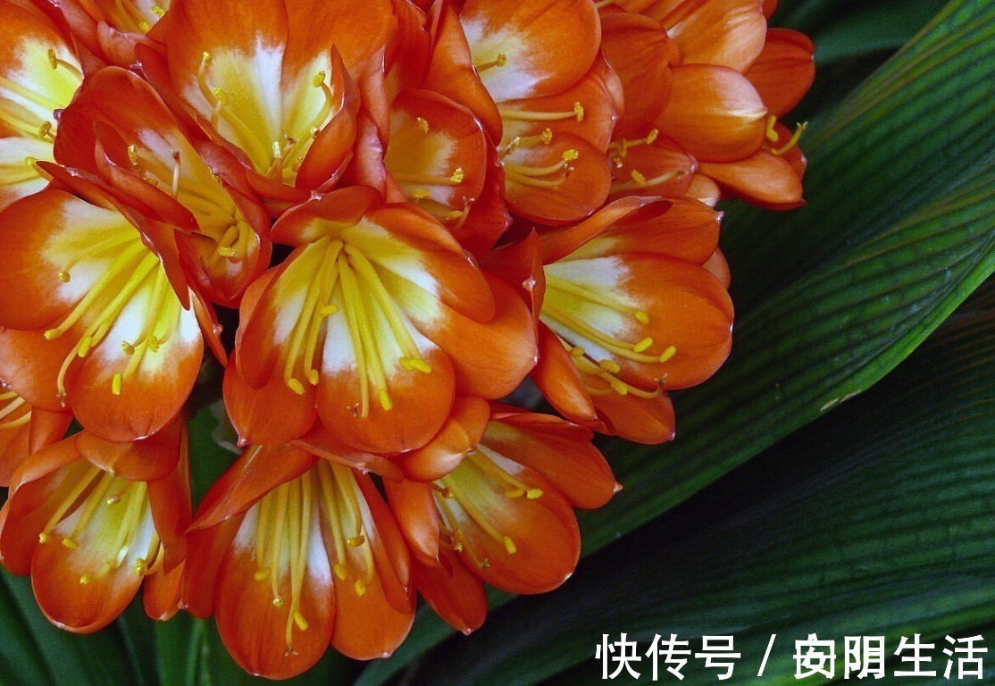 浇水|君子兰害怕五件事，新手经常犯，难怪越养越糟糕