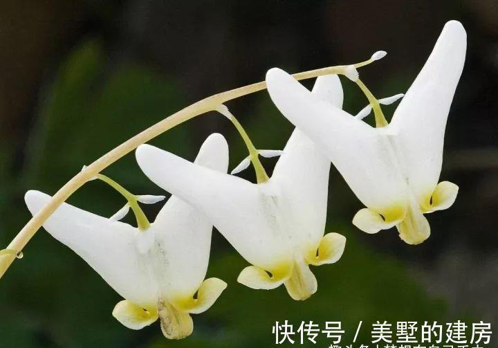 花花草草|原来花花草草也有这么多“雅称”