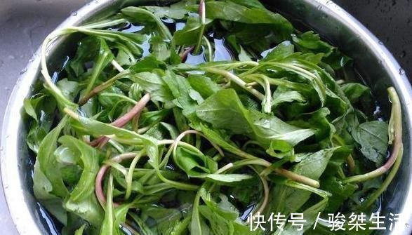 野菜|农村路边常见的一种野菜,却是治病的良药,对于咽炎效果特好