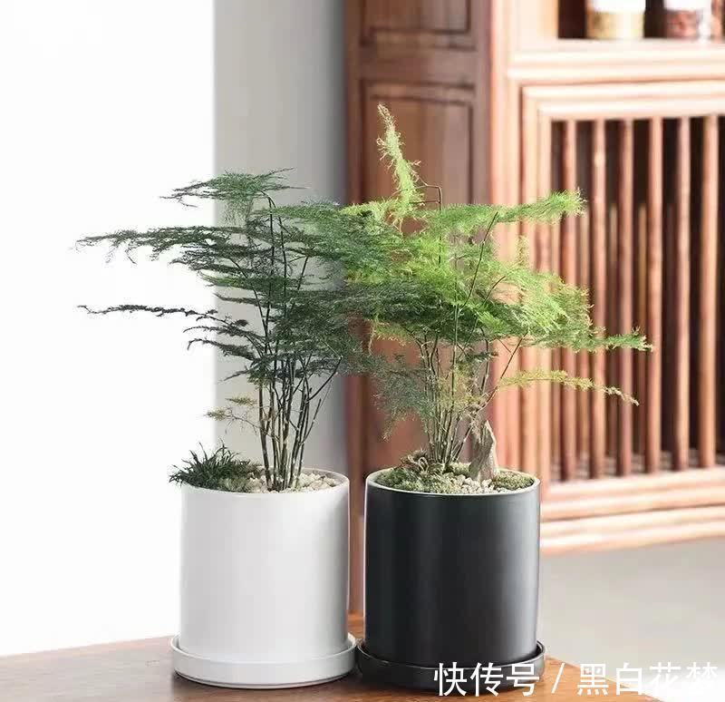 风水|五种小盆栽，耐阴又好养，办公室养几盆，增财运，旺事业