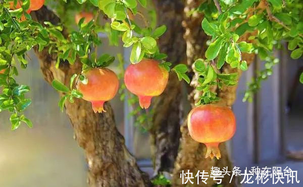 台友|你家盆景石榴不开花、不结果别急,一把剪刀就能解决!