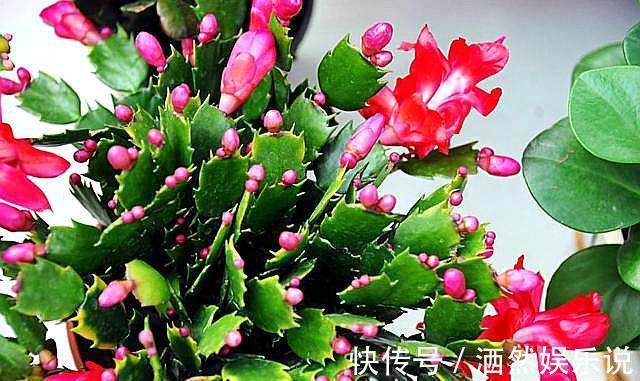 用这种“土”养蟹爪兰,不花钱,养分足,叶片肥厚,开花棒!