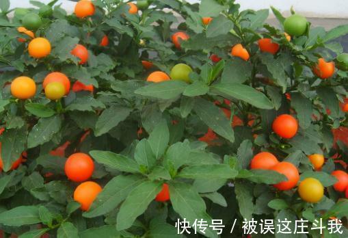 越漂亮的花越有毒。快来了解这18种“大毒化”。提高知识不吃亏