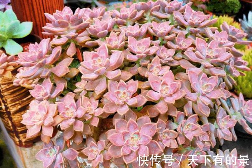 植株|秋天养多肉，5个要点要谨记，不然肉肉黄叶黑腐剩个空盆
