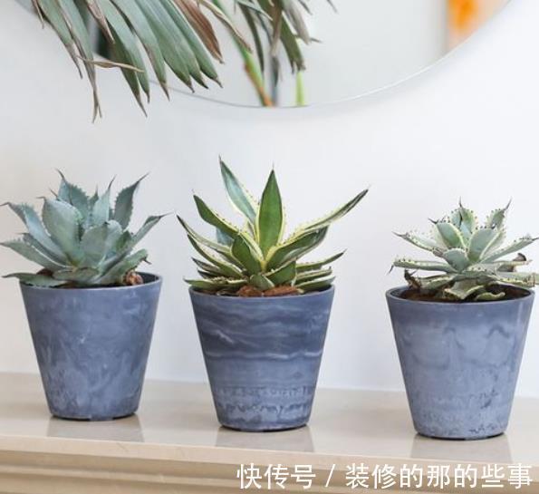 不足一平方的小窗台上,摆上4种高颜值花,皮实好养长势旺