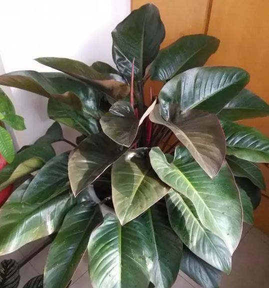 养花试试这几款,花开繁盛花香怡人,四季开花,生长能力特别强