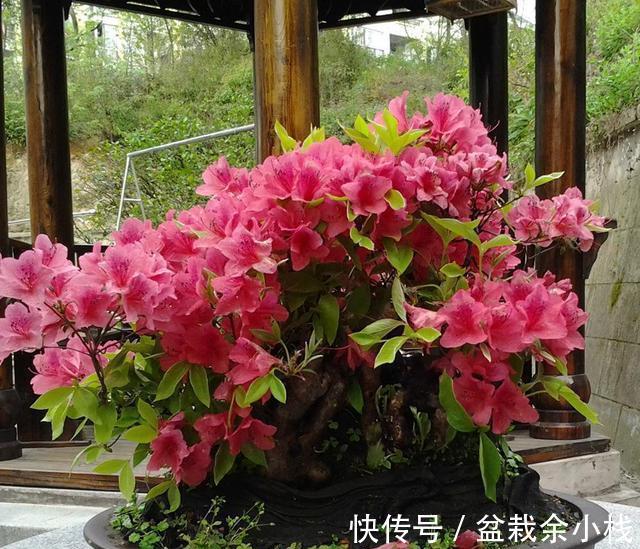 月季|新手养花“黑名单”,新手最好敬而远之,这些花买了也养不活