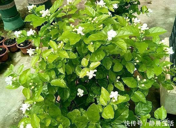黄泥土|黄泥茉莉花,换盆就用“这种土”,不花钱养分足,每次开花都爆盆