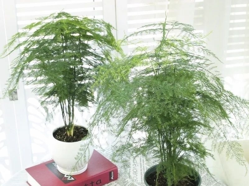 家养六种花,个个都是“醋坛子”,隔几天喝一点醋,叶子绿油油的,越长越旺盛