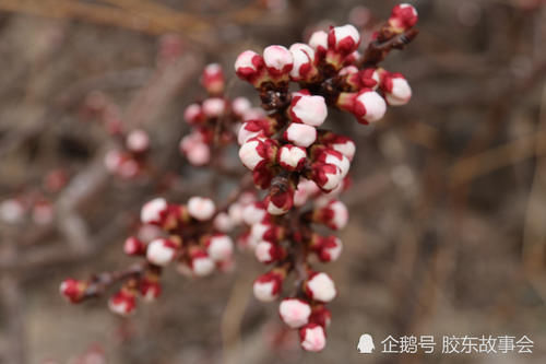 莱阳乡村风光：吕格庄镇刘海寺的杏花，已经“咕嘟嘴”了