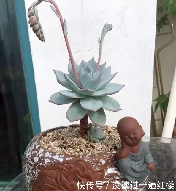 烦恼多肉开花该不该留?搞清楚“为什么”,想留就留、想剪就剪