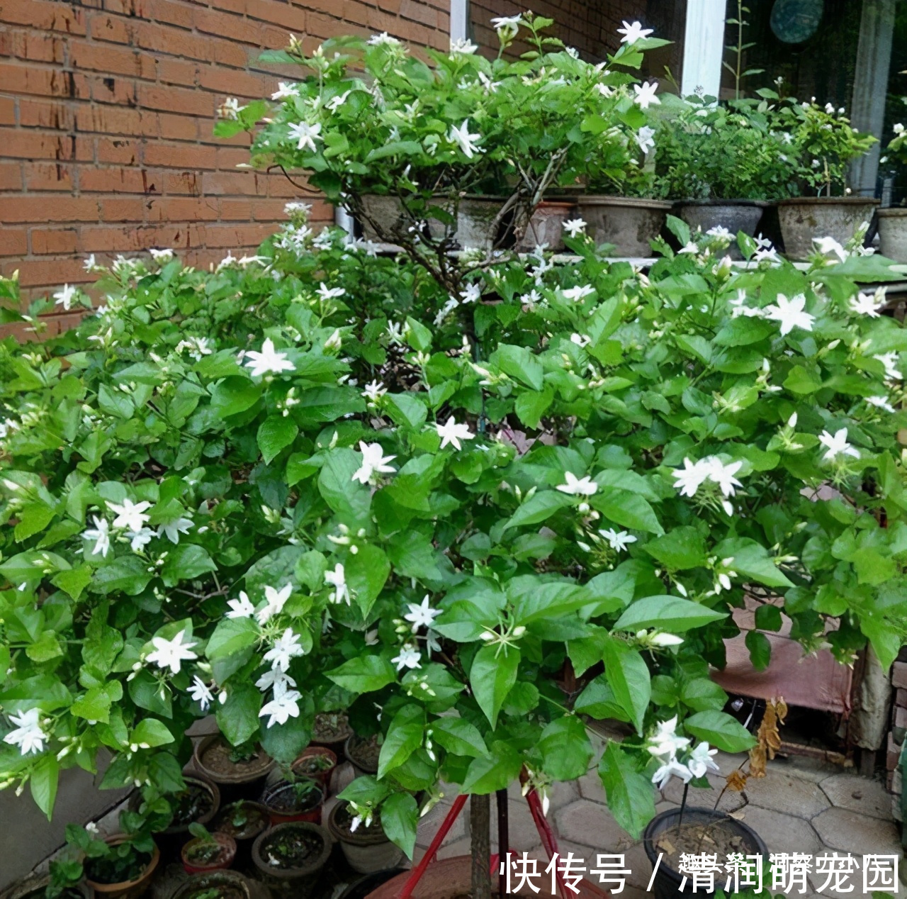 土壤|茉莉需润养，这“三位置”留点水，花苞咕噜冒，一次绽放上百朵