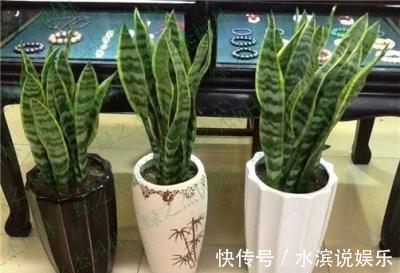 毛根|无根“虎皮兰”,上盆简单,2样东西一掺,毛根嗖嗖长,叶子高大